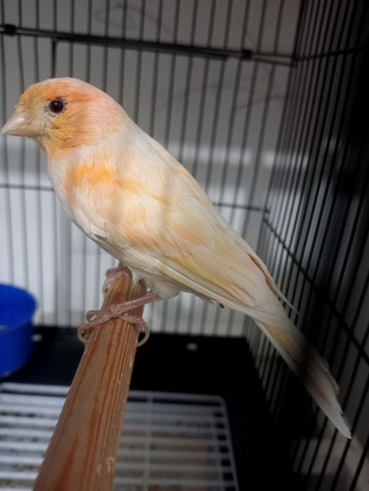 Kanareka moda bez petno sotladi