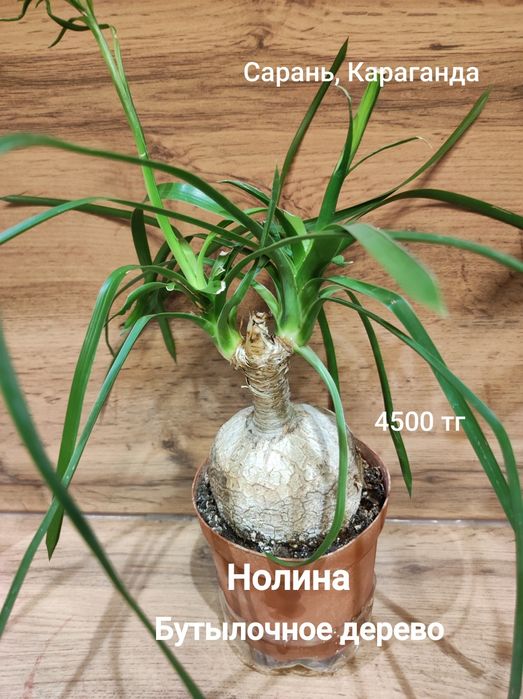 Калатея, Сциндапсус,Нолина,Калла