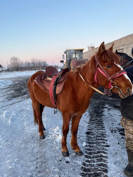 Жылкы,мінгі біледі