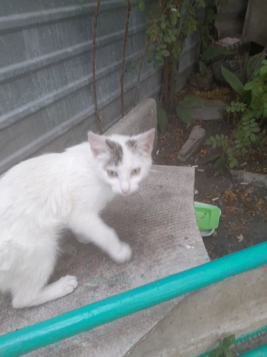 Котик в добрые руки