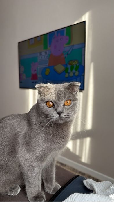 Продам кошку скотиш фолд, 8 месяцев
