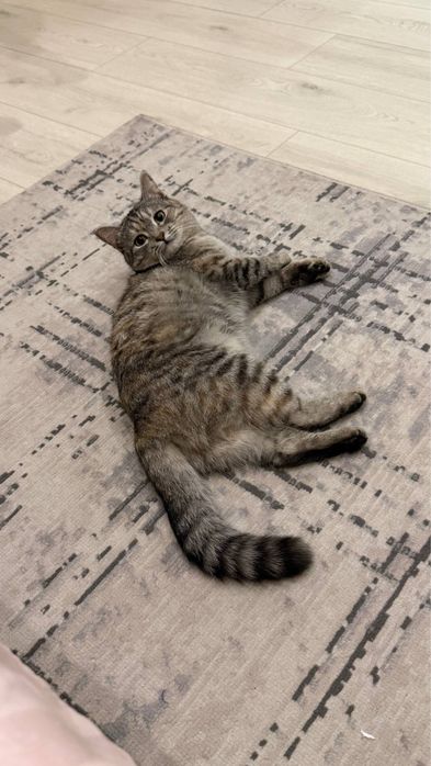 Отдам кошку в добрые руки