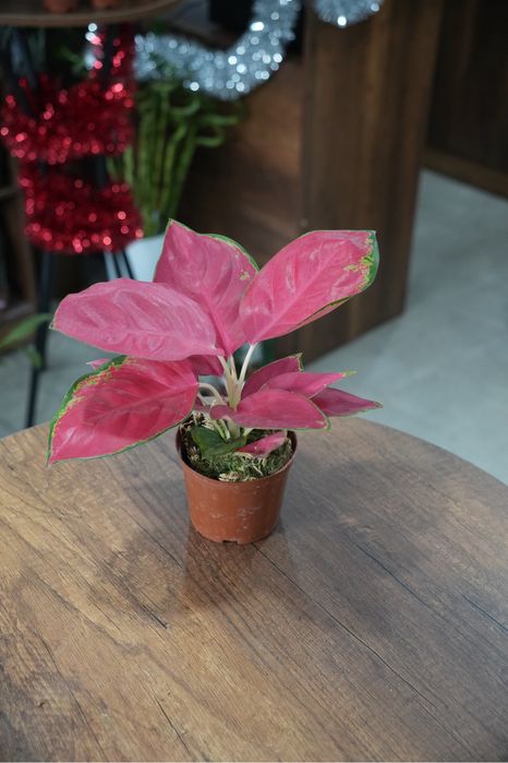 Аглаонема Чина красная