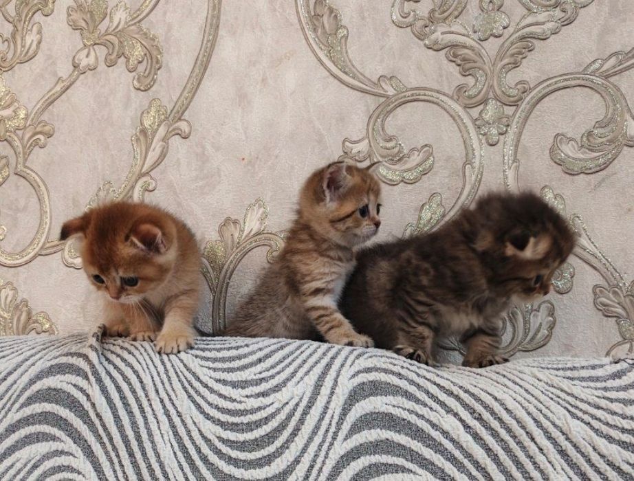 Котята на продажу
