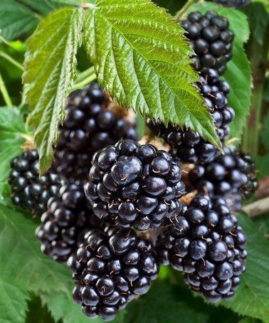 Arbuști Fructiferi (Mur De Cultura )