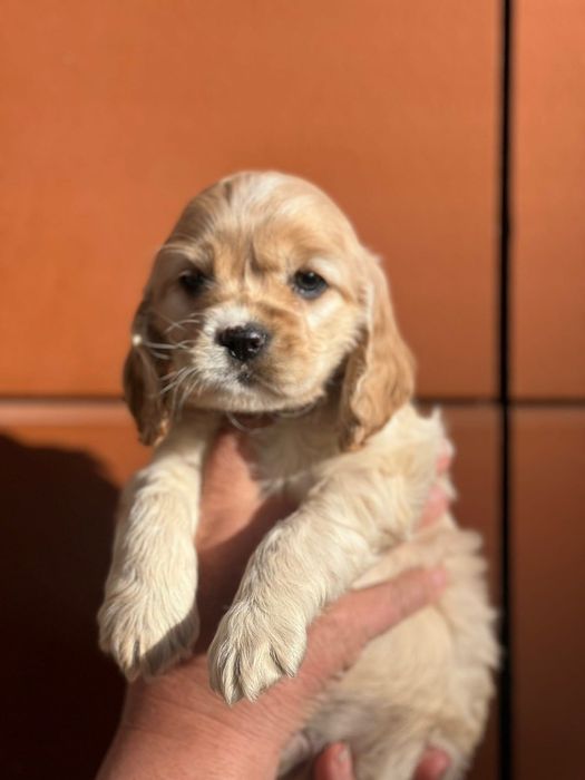 Кокер шпаньол момченце  карамел родословен баща