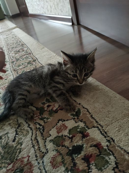 котёнок 3 месяцев