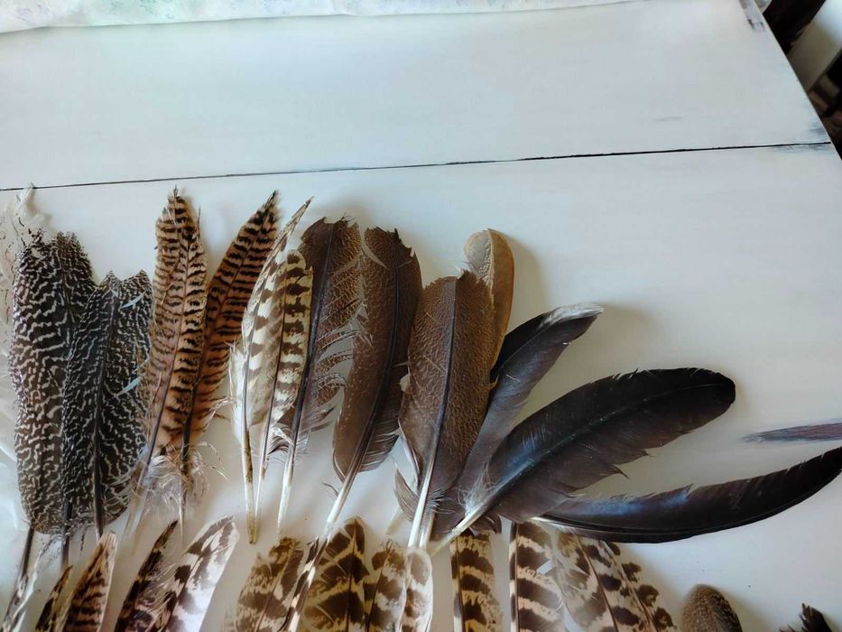 Естествени материали за декорация- шишарки, пера и МАЛКИ рапанчета