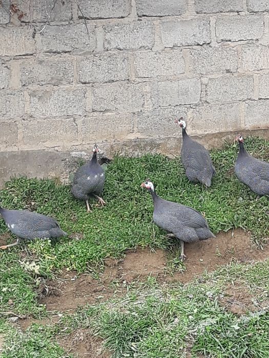 Сисарка товук цисарка