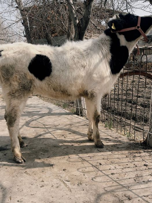 Хўнажин сотилади