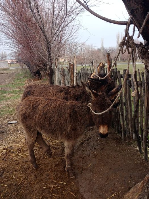 Есек сатылады баласымен 30 мың тг