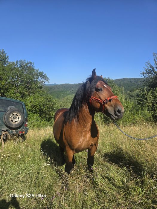 Vând armăsar sau de monta