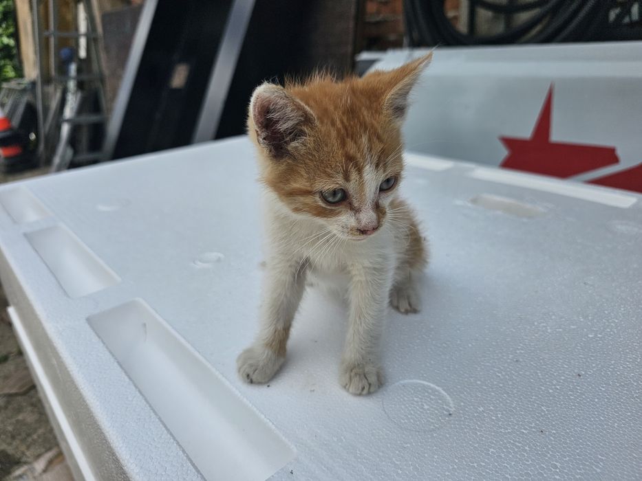 Коте търси нов дом