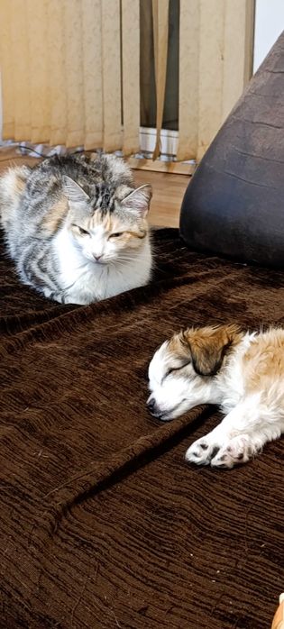 Подарявам котка на 8 години има паспорт всички ваксини