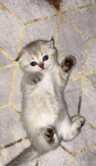 Продаётся чистокровные котята