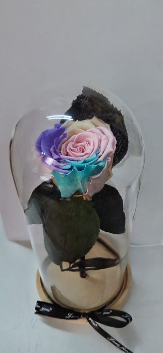 Trandafir criogenat!