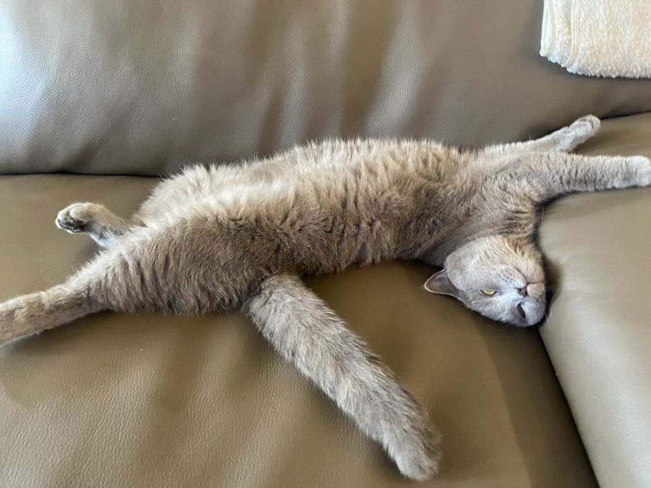Ищем кота британца для вязки