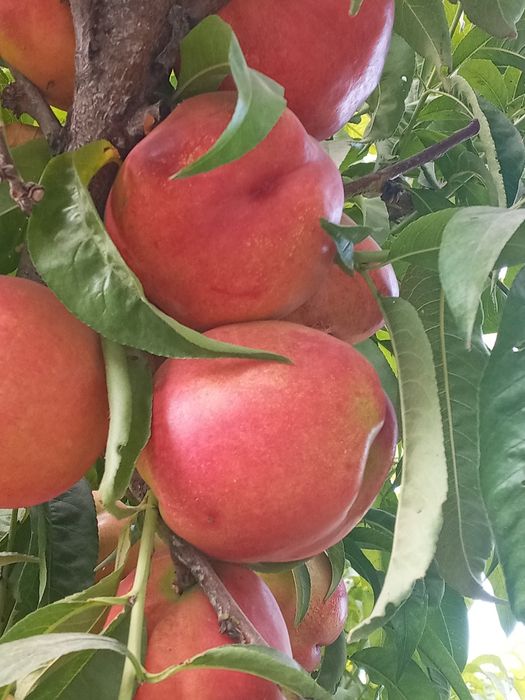 Shaftoli kuchatlari sotiladi