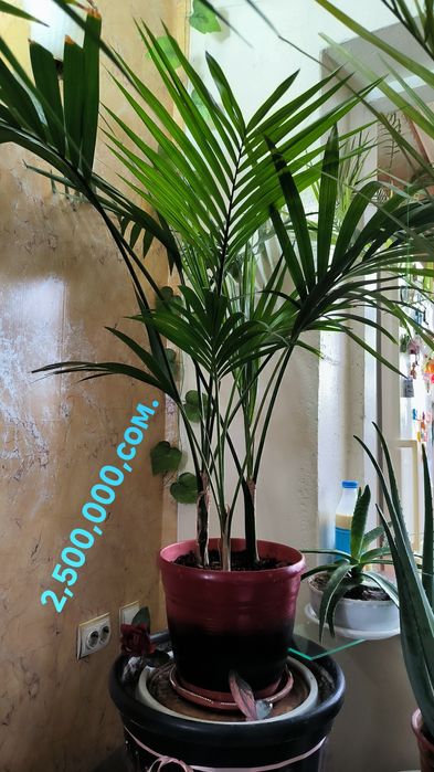 Пальмы, цветы,различные растения.