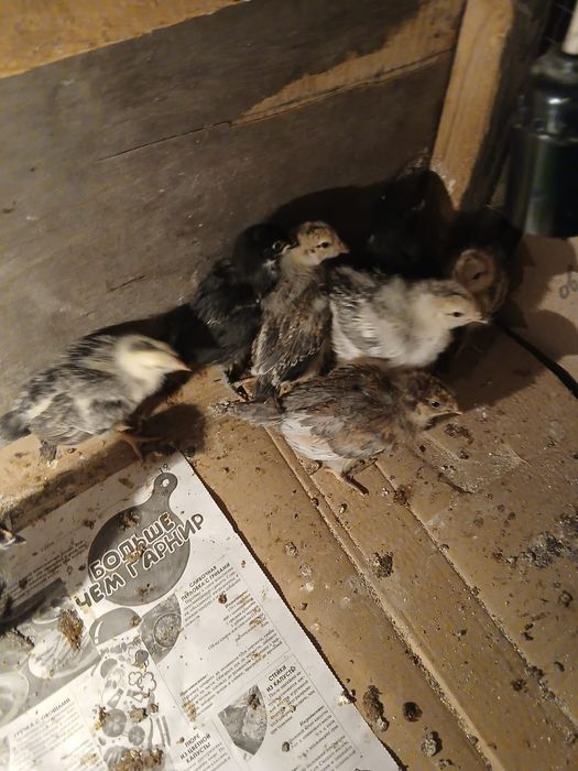 Продам цыплят !!!