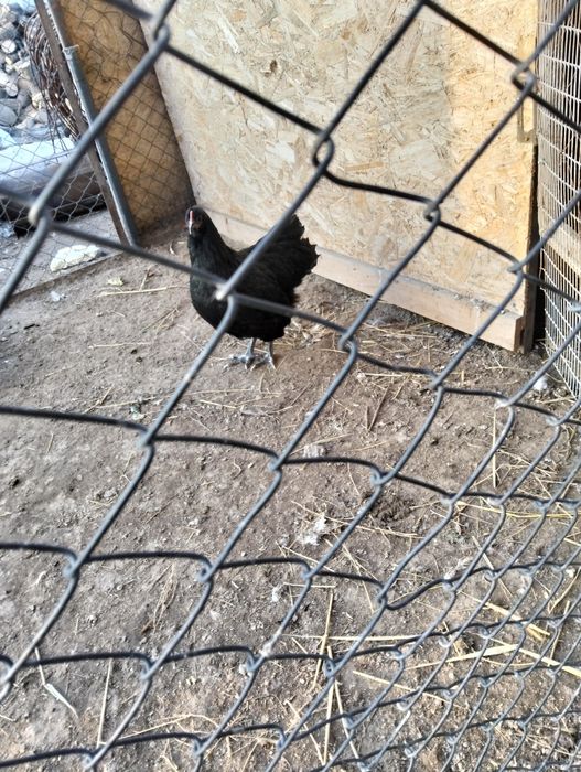 СемьЯ Австролорп