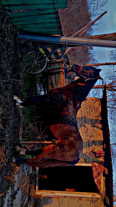 Vând cal castrat de 8 ani