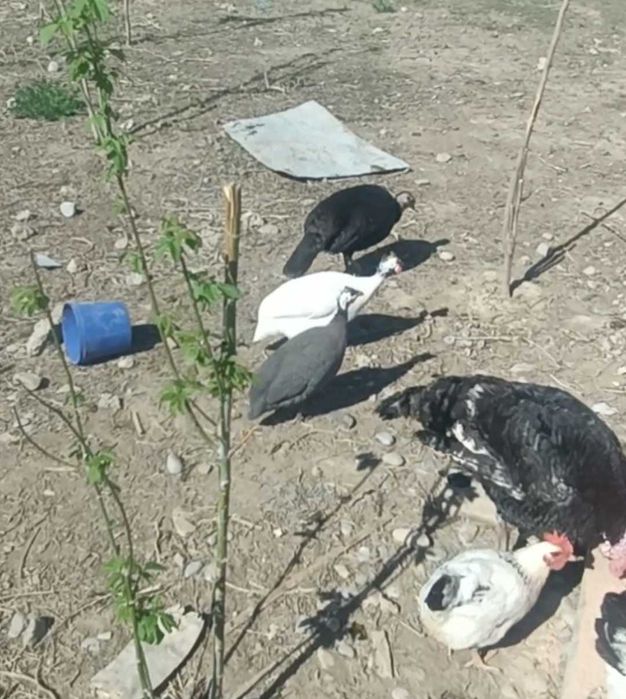 Продам цесарок мальчика и девочку