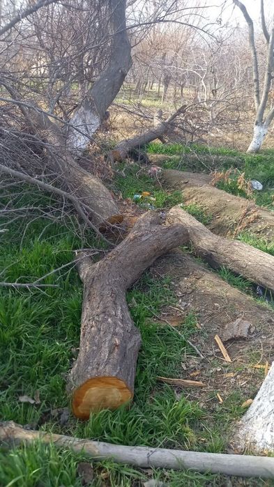 Urik daraxtini utini