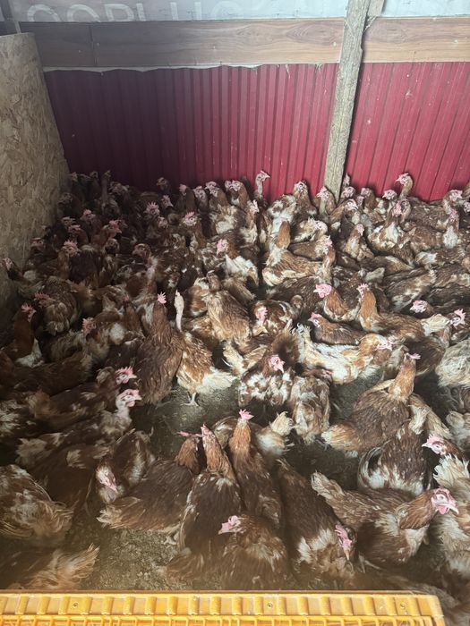Продаются куры несушки бройлера