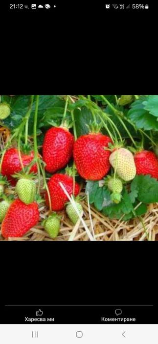 Продавам Разсад ягоди и малини