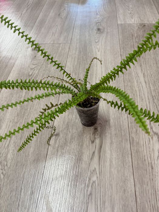 Продам комнатные цветы