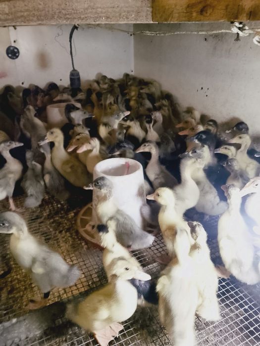 Продам утят бройлерных