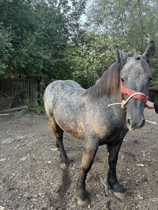 Manz sur de vanzare sau schimb cu orice