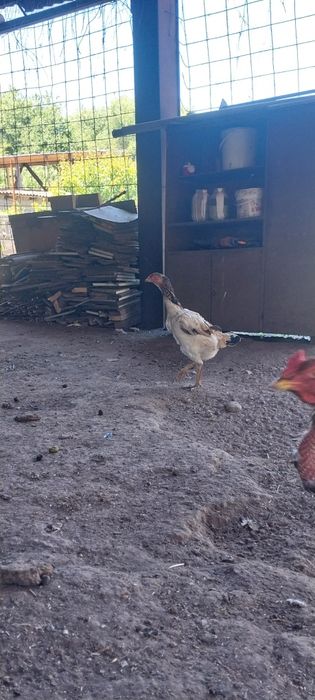 Продам даканку светлую