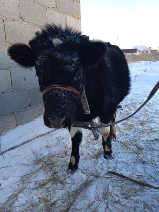 продам теленка 10 месячный