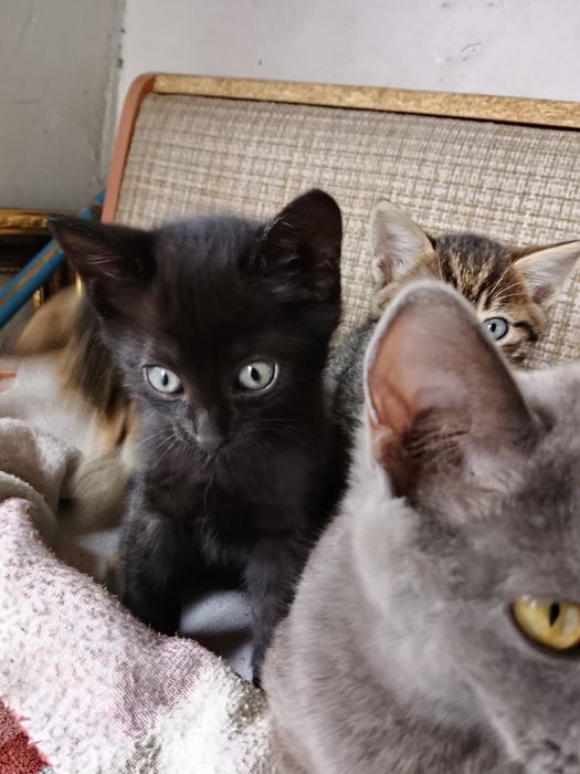 Котята в добрые руки