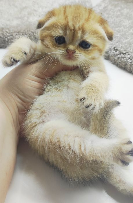 ШоТлаНдские КотЯта..