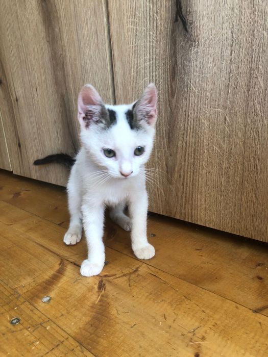 Pisici spre adoptie in Crevedia, in apropiere de Bucuresti, ii putem aduce si acasa.