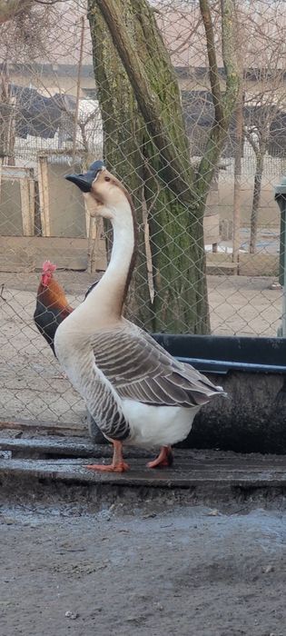 Lot gaste africane 1+4, pasari deosebite si ingrijite