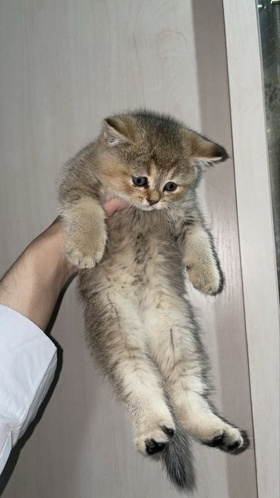 Шиншила-вислоухие