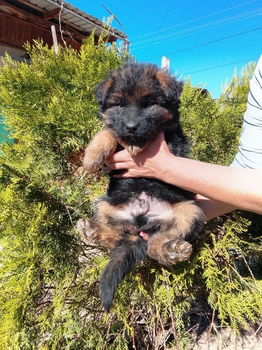 Щенки немецкой овчарки