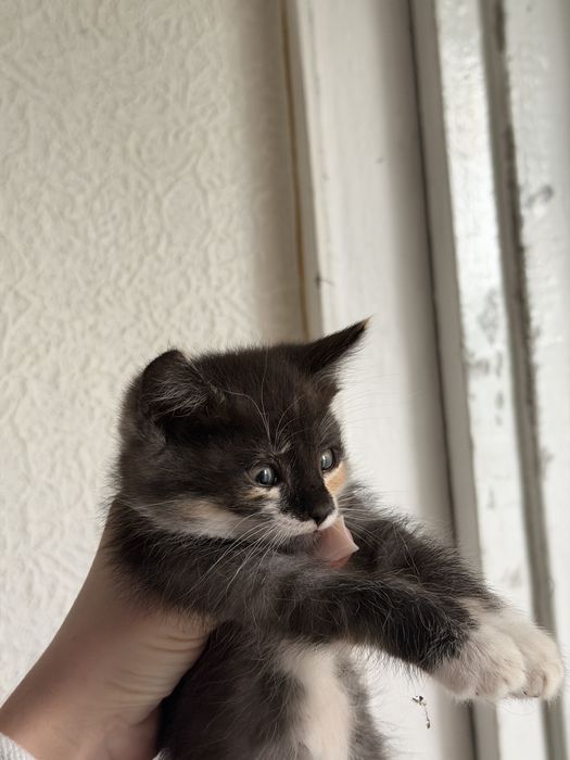 Отдам котят в добрые руки
