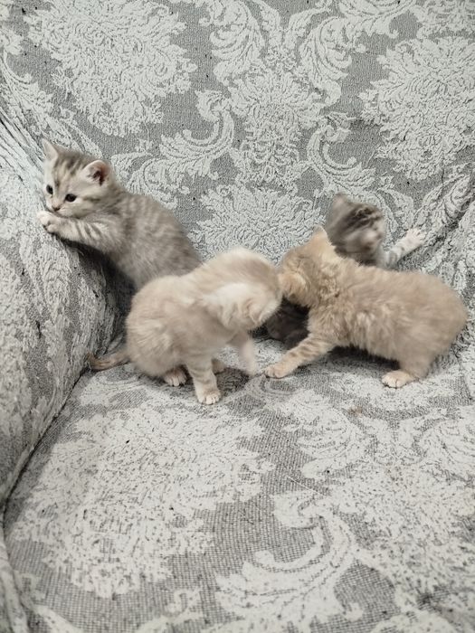 Котята шотландские