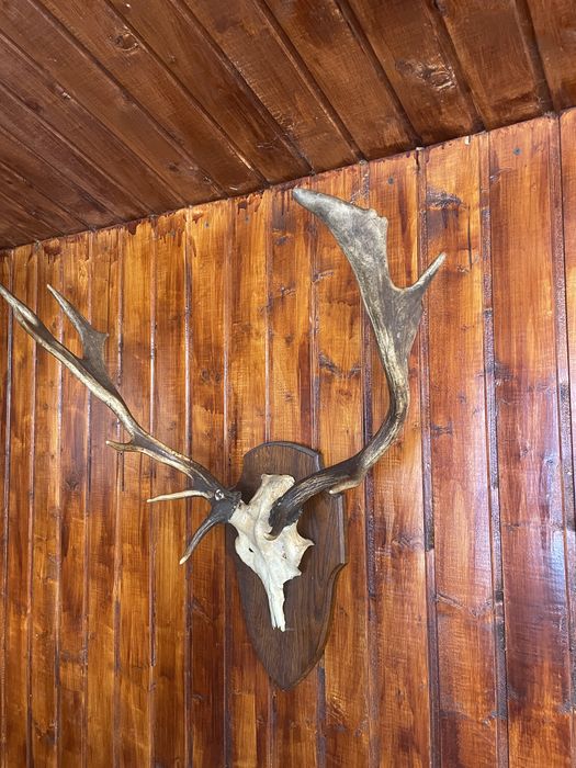 Trofeu coarne cerb lopatar