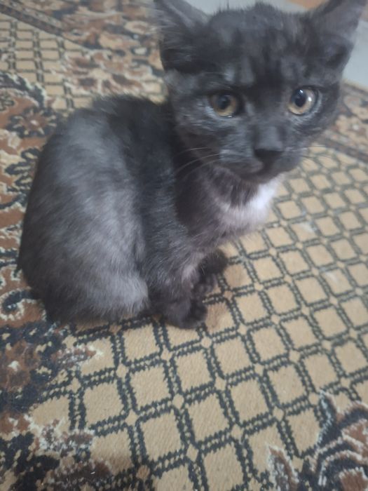 отдам котенка мальчика