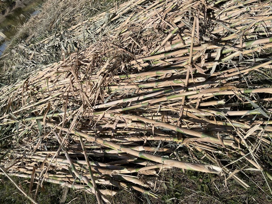 Qamish devor qilish va tomni yopish uchun