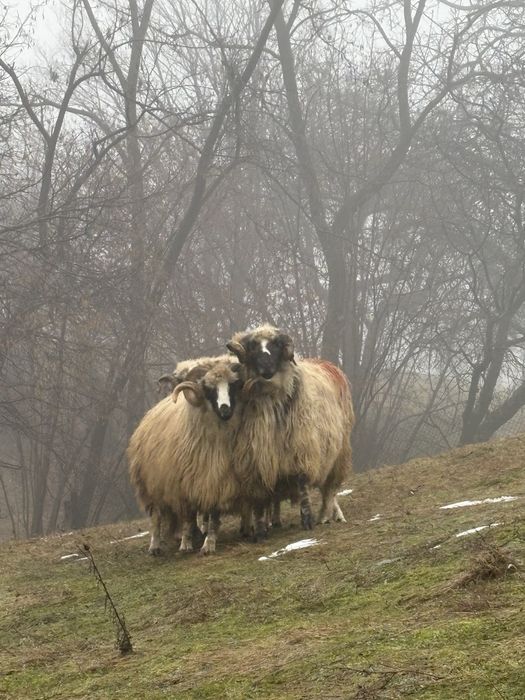 Berbeci brezi de vanzare!