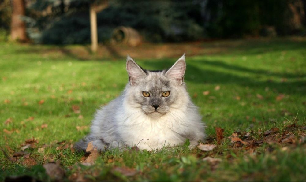 Мейн Куун (Maine Coon)
