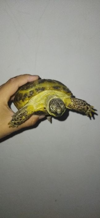 Черепаха сухапутная