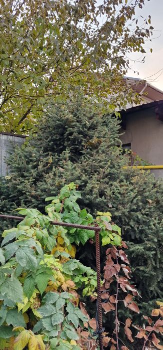 Ёлки зелёные (тянь-шань) и голубые